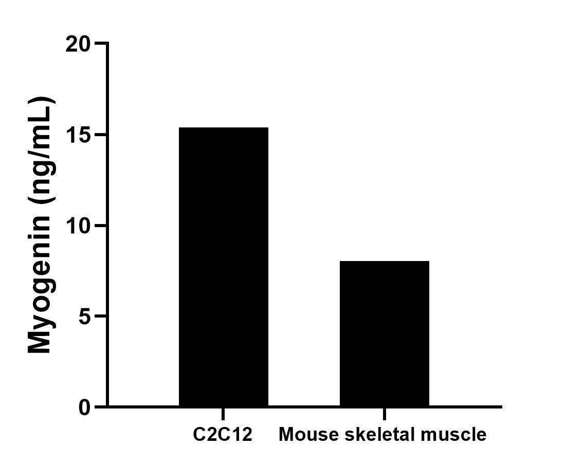 The mean Myogenin concentration was determined to be 15.4 ng/mL in C2C12 cell extract based on a 1.4 mg/mL extract load and 8.0 ng/mL in mouse skeletal muscle tissue extract based on a 1.7 mg/mL extract load. 