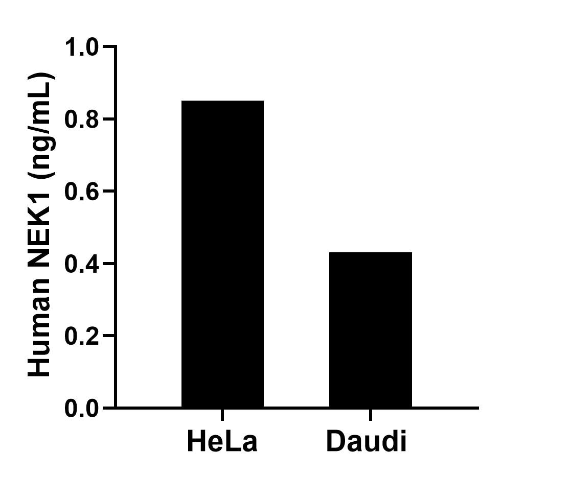The mean NEK1 concentration was determined to be 0.85 ng/mL in HeLa cell extract based on a 1.30 mg/mL extract load and 0.43 ng/mL in Daudi cell extract based on a 1.8 mg/mL extract load. The mean NEK1 concentration was determined to be 0.85 ng/mL in HeLa cell extract based on a 1.30 mg/mL extract load and 0.43 ng/mL in Daudi cell extract based on a 1.8 mg/mL extract load.