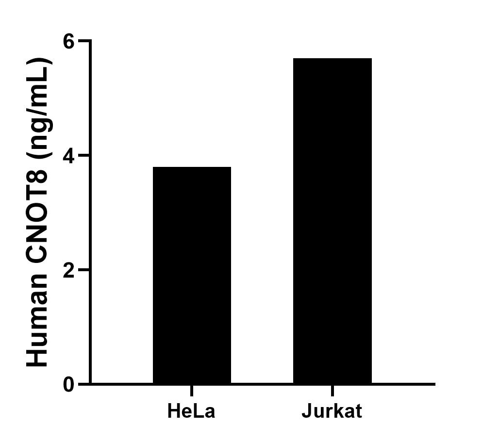 The mean CNOT8 concentration was determined to be 3.8 ng/mL in HeLa cell extract based on a 0.9 mg/mL extract load and 5.7ng/mL in Jurkat cell extract based on a 2.2 mg/mL extract load. Sample test of MP02390-1