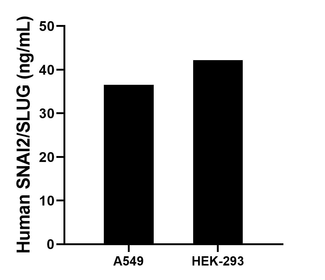 The mean SNAI2/SLUG concentration was determined to be 36.56 ng/mL in A549 cell extract based on a 1.2 mg/mL extract load and 42.23 ng/mL in HEK-293 cell extract based on a 2.2 mg/mL extract load.