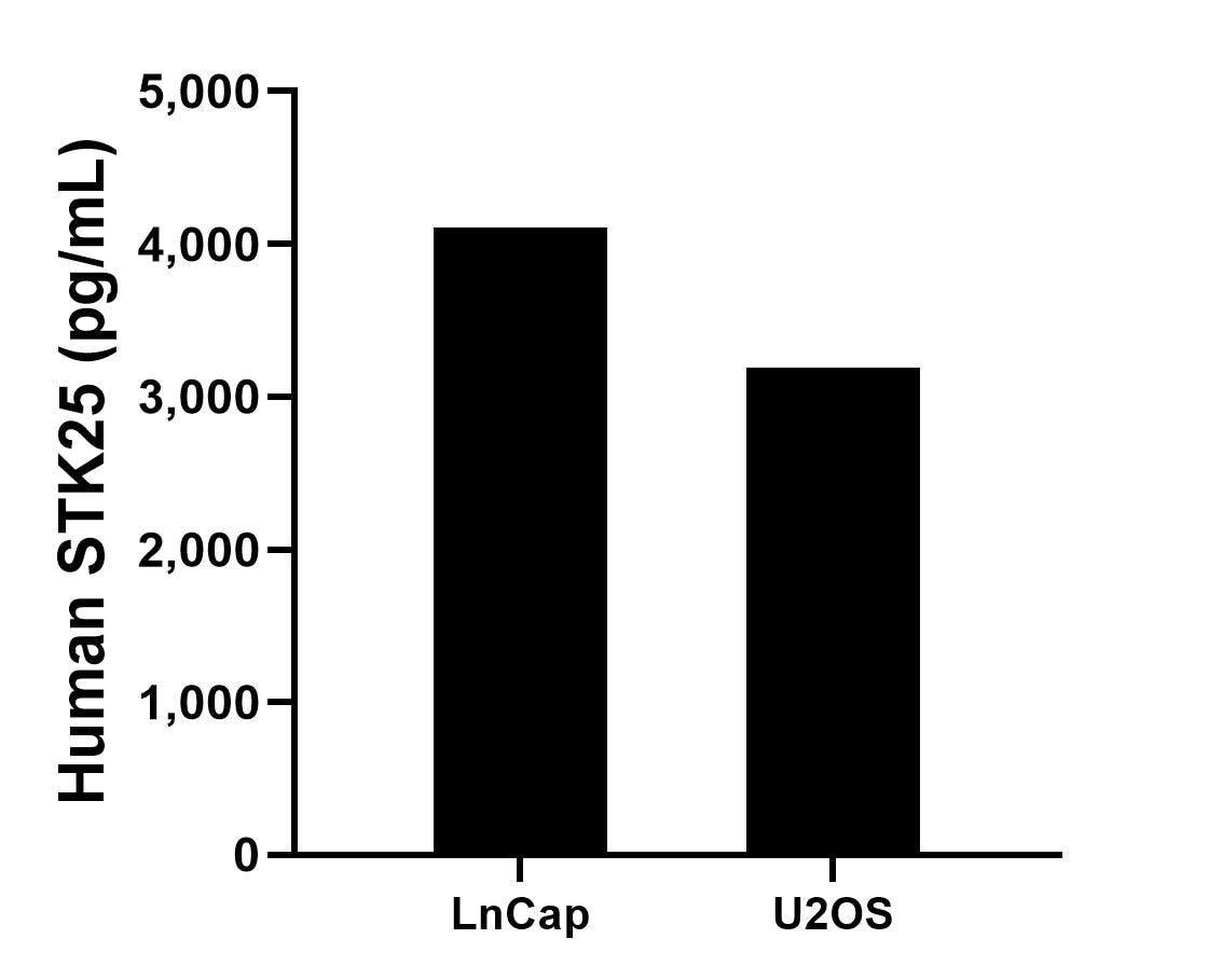 The mean SNAI2/SLUG concentration was determined to be 4,108.0 pg/mL in LnCap cell extract based on a 2.0 mg/mL extract load and 3,191.3 pg/mL in U2OS cell extract based on a 2.2 mg/mL extract load.