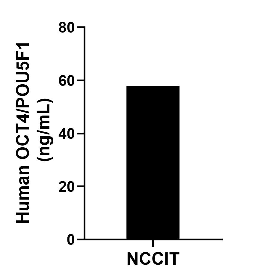 The mean OCT4/POU5F1 concentration was determined to be 57.87 ng/mL in NCCIT cell extract based on a 1.10 mg/mL extract load.