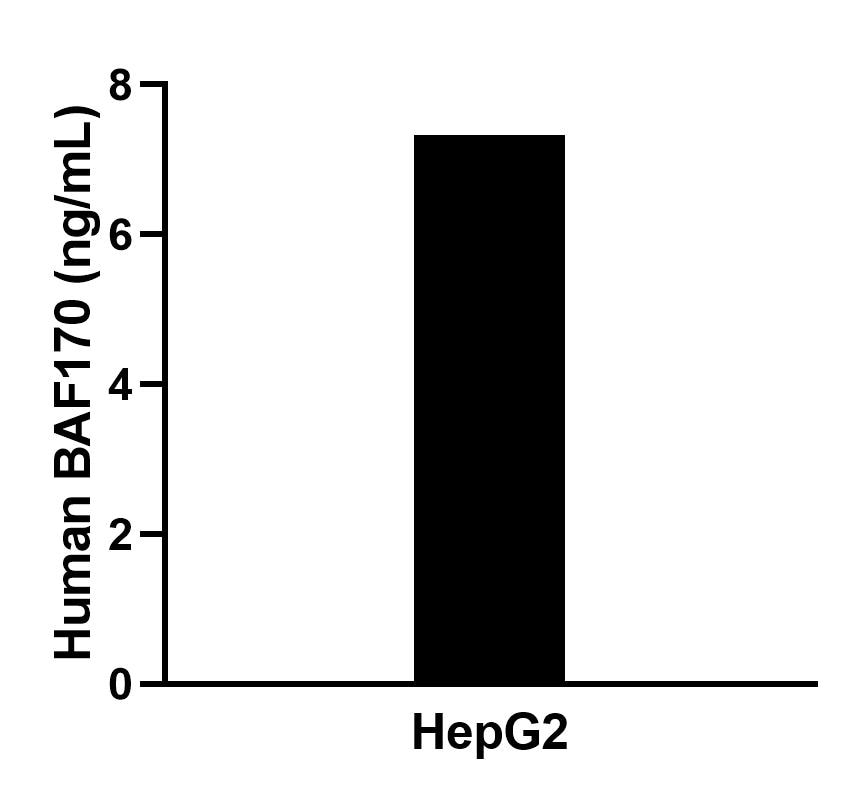 The mean BAF170 concentration was determined to be 7.4 ng/mL in HepG2 cell extract based on a 1.1 mg/mL extract load.