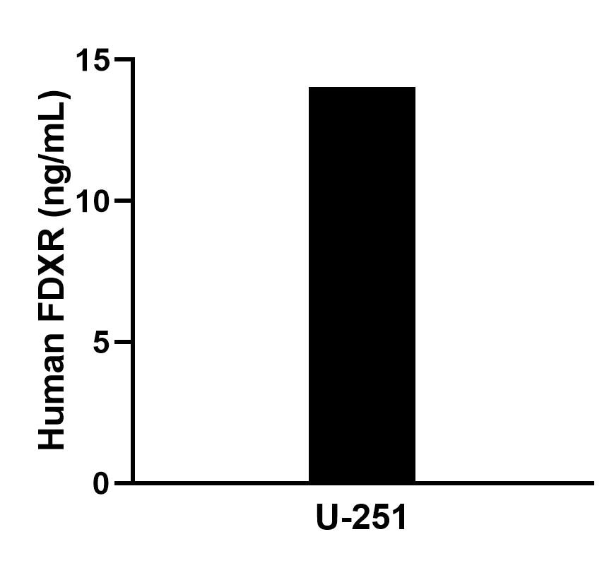 The mean FDXR concentration was determined to be 14.2 ng/mL in U-251 cell extract based on a 1.6 mg/mL extract load.