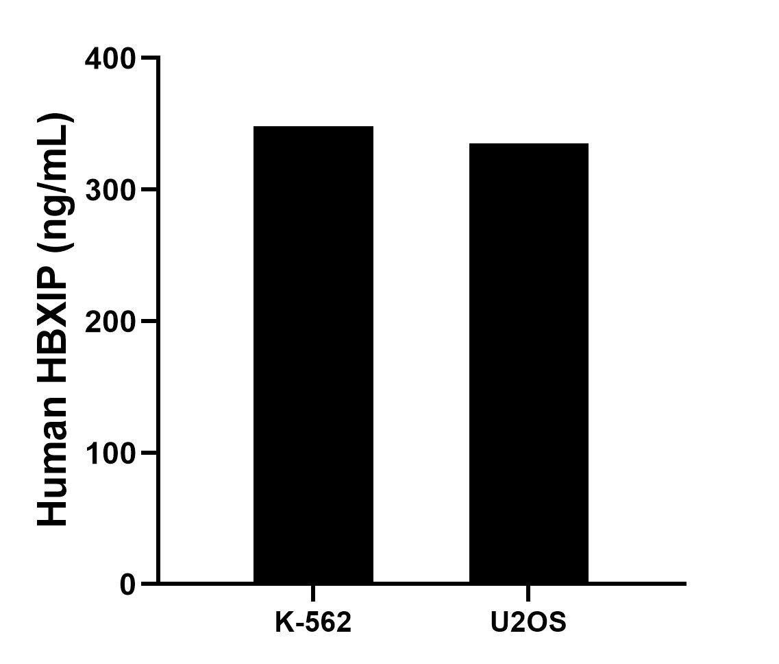 The mean HBXIP concentration was determined to be 348.1 ng/mL in K-562 cell extract based on a 1.2 mg/mL extract load, 334.9 ng/mL in U2OS cell extract based on a 1.3 mg/mL extract load. Cytometric bead array sample test of MP02485-1