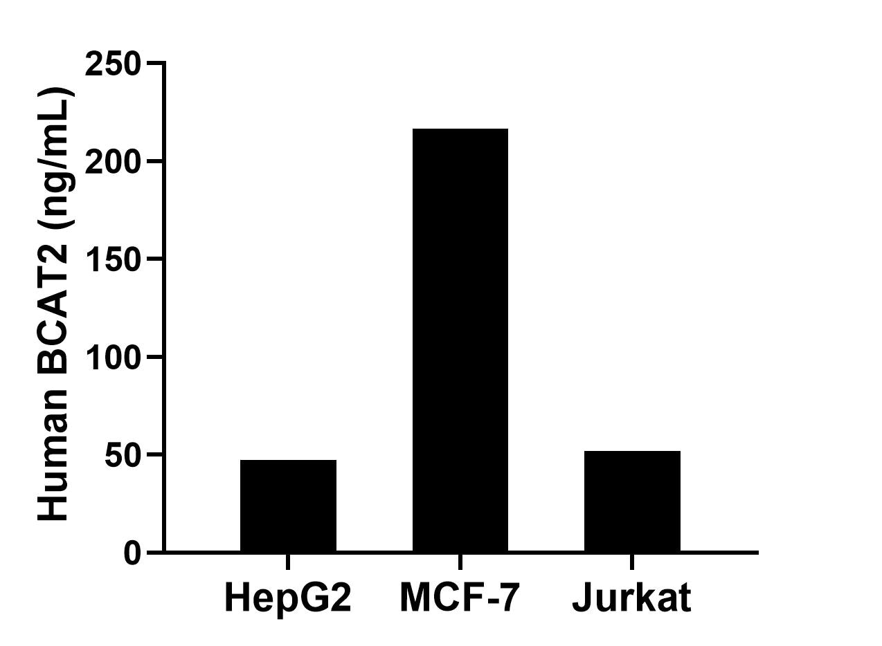 The mean BCAT2 concentration was determined to be 47.17 ng/mL in HepG2 cell extract based on a 1.30 mg/mL extract load, 216.34 ng/mL in MCF-7 cell extract based on a 1.30 mg/mL extract load and 51.71 ng/mL in Jurkat cell extract based on a 1.20 mg/mL extract load.