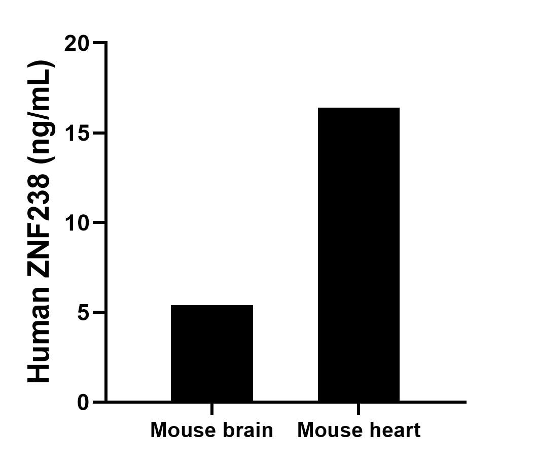The mean ZNF238 concentration was determined to be 5.4 ng/mL in Mouse brain tissue extract based on a 7.0 mg/mL extract load,16.4 ng/mL in Mouse heart tissue extract based on a 7.1 mg/mL extract load.