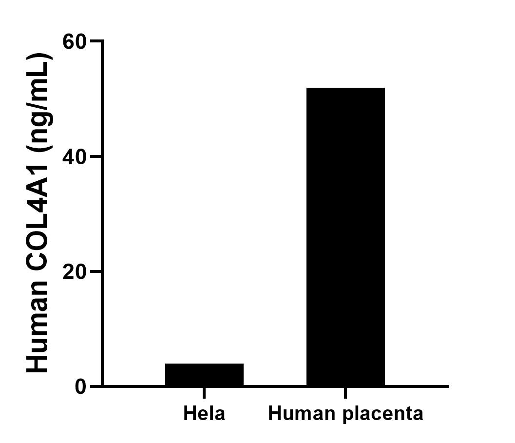 The mean COL4A1 concentration was determined to be 4.0 ng/mL in Hela cell extract based on a 1.1 mg/mL extract load, 51.9 ng/mL in Human placenta tissue extract based on a 3.2 mg/mL extract load.