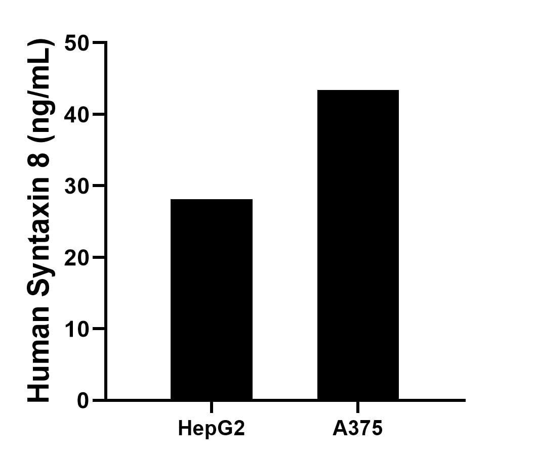 The mean Syntaxin 8 concentration was determined to be 28.1 ng/mL in HepG2 cell extract based on a 1.2 mg/mL extract load, 43.4 ng/mL in A375 cell extract based on a 1.6 mg/mL extract load.