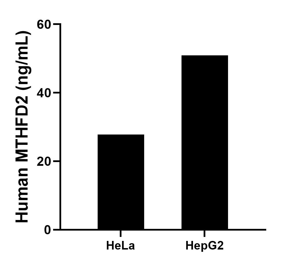 The mean MTHFD2 concentration was determined to be 27.8 ng/mL in HeLa cell extract based on a 1.1 mg/mL extract load, 50.9 ng/mL in HepG2 cell extract based on a 1.2 mg/mL extract load.