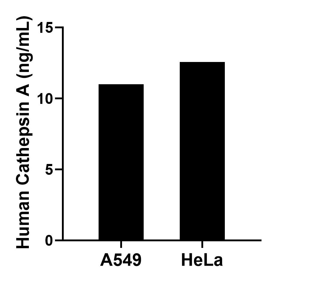 The mean Cathepsin A concentration was determined to be 10.99 ng/mL in A549 cell extract based on a 1.10 mg/mL extract load and 12.57 ng/mL in HeLa cell extract based on a 1.10 mg/mL extract load. 
