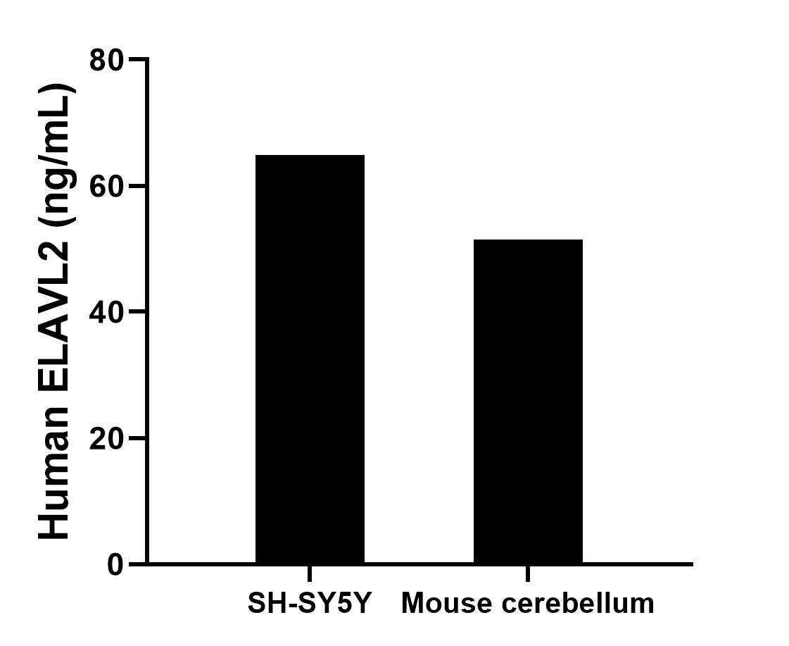 The mean ELAVL2 concentration was determined to be 64.9 ng/mL in SH-SY5Y cell extract based on a 1.0 mg/mL extract load, 51.5 ng/mL in mouse cerebellum tissue extract based on a 2.9 mg/mL extract load.