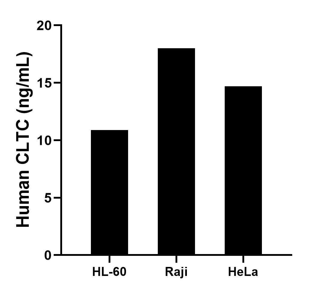 The mean CLTC concentration was determined to be 10.9 ng/mL in HL-60 cell extract based on a 1.4 mg/mL extract load, 18.0 ng/mL in Raji cell extract based on a 1.3 mg/mL extract load,  14.7 ng/mL in HeLa cell extract based on a 1.1 mg/mL extract load.