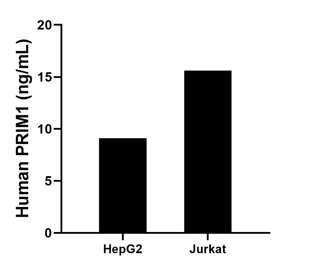 The mean PRIM1 concentration was determined to be 9.1 ng/mL in HepG2 cell extract based on a 1.2 mg/mL extract load, 15.6 ng/mL in Jurkat cell extract based on a 1.2 mg/mL extract load. Sample test of MP02601-1