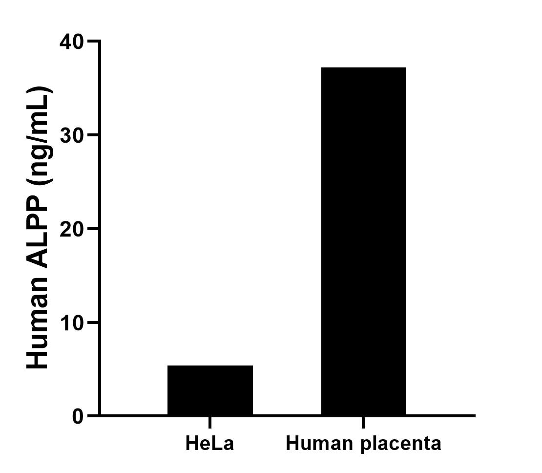 The mean PLAP concentration was determined to be 5.44 ng/mL in HeLa cell extract based on a 1.2 mg/mL extract load and 37.23 ng/mL in human placenta tissue extract based on a 3.8 mg/mL extract load.	