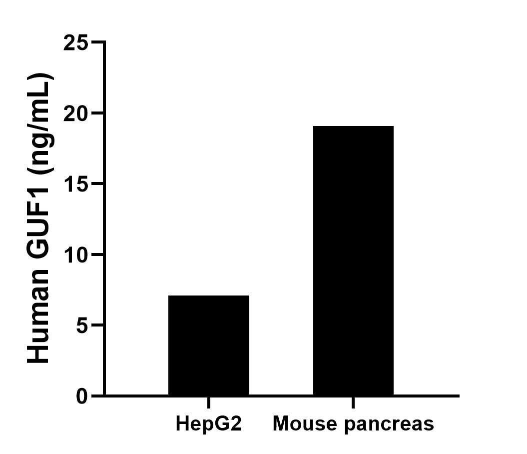The mean GUF1 concentration was determined to be 7.1 ng/mL in HepG2 cell extract based on a 1.2 mg/mL extract load, 19.1 ng/mL in mouse pancreas tissue extract based on a 10.6 mg/mL extract load. Cytometric bead array sample test of MP02616-1