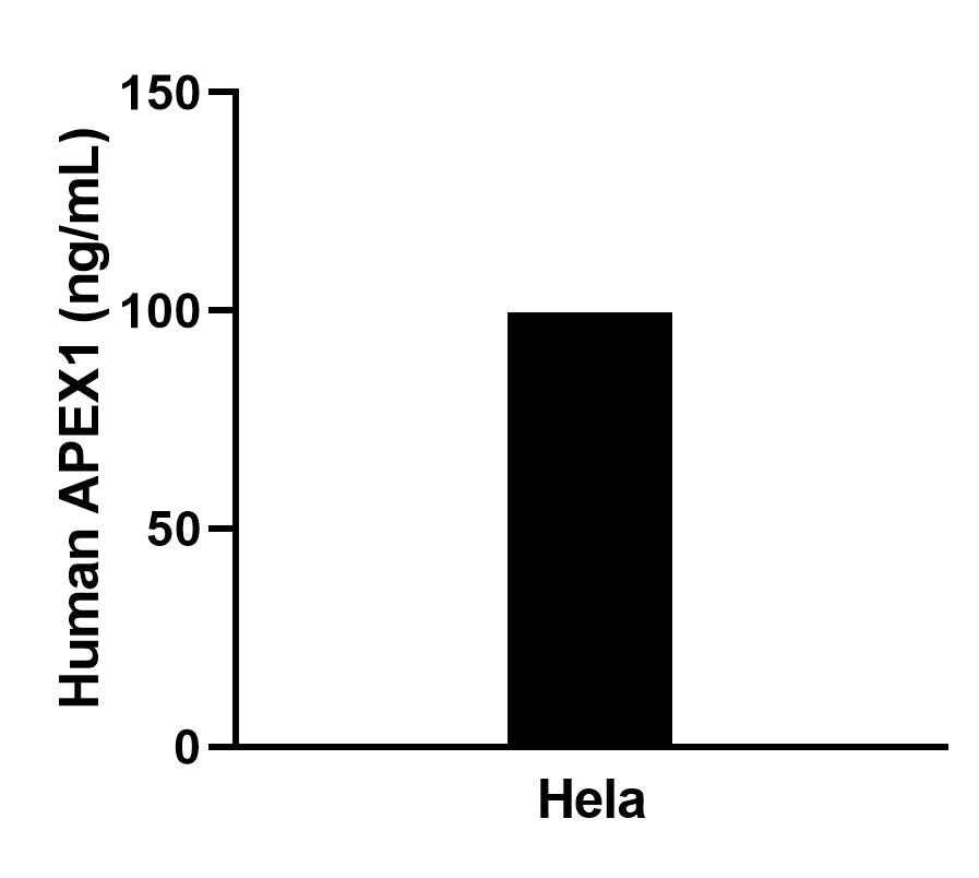 The mean APEX1 concentration was determined to be 101.1 ng/mL in Hela cell extract based on a 1.2 mg/mL extract load. The mean APEX1 concentration was determined to be 101.1 ng/mL in Hela cell extract based on a 1.2 mg/mL extract load.