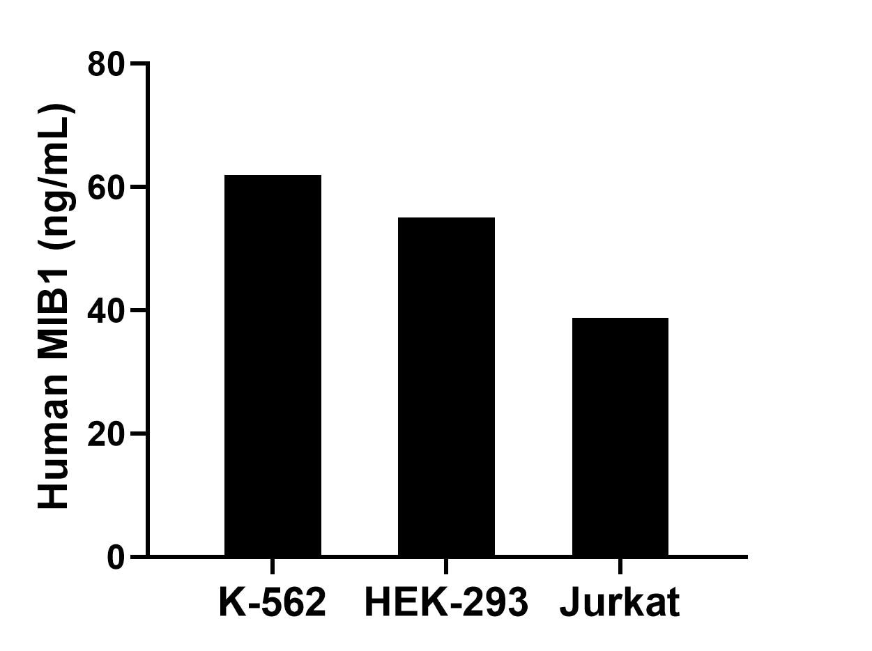 The mean MIB1 concentration was determined to be 61.90 ng/mL in K-562 cell extract based on a 1.20 mg/mL extract load, 55.03 ng/mL in HEK-293 cell extract based on a 1.20 mg/mL extract load and 38.70 ng/mL in Jurkat cell extract based on a 1.20 mg/mL extract load. Sandwich ELISA sample test of MP00718-1