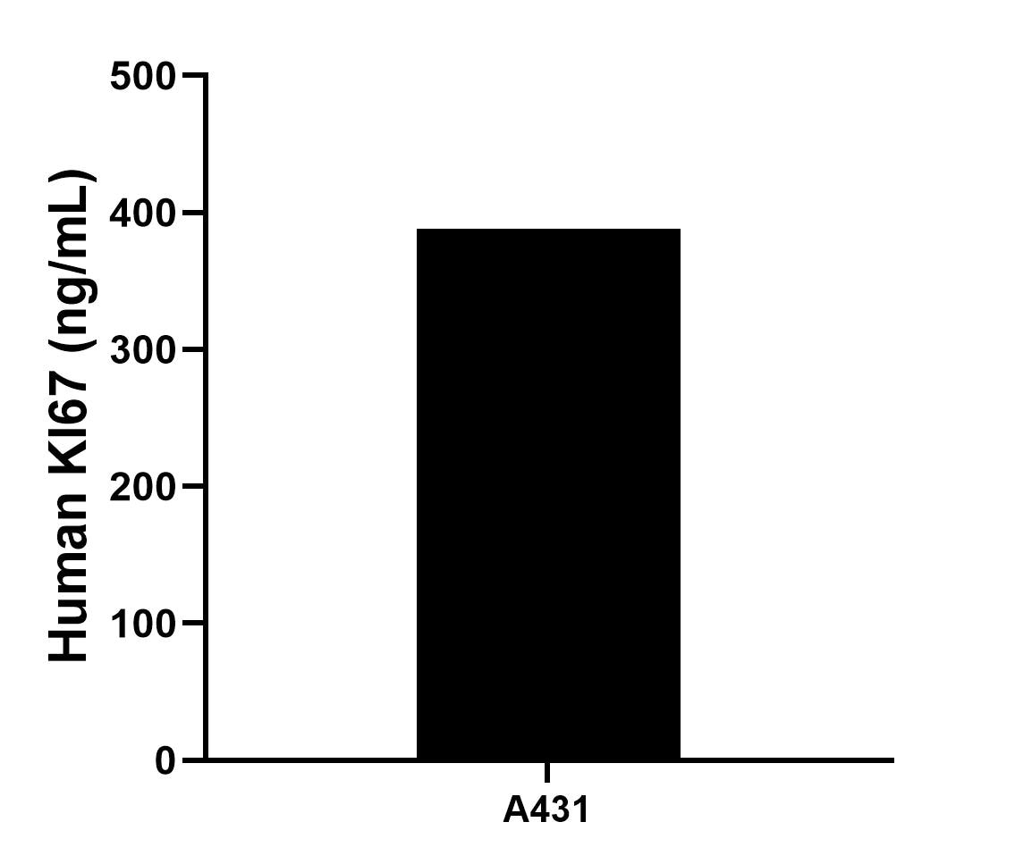 The mean Ki-67 concentration was determined to be 388.00 ng/mL in A431 cell extract based on a 1.2 mg/mL extract load.