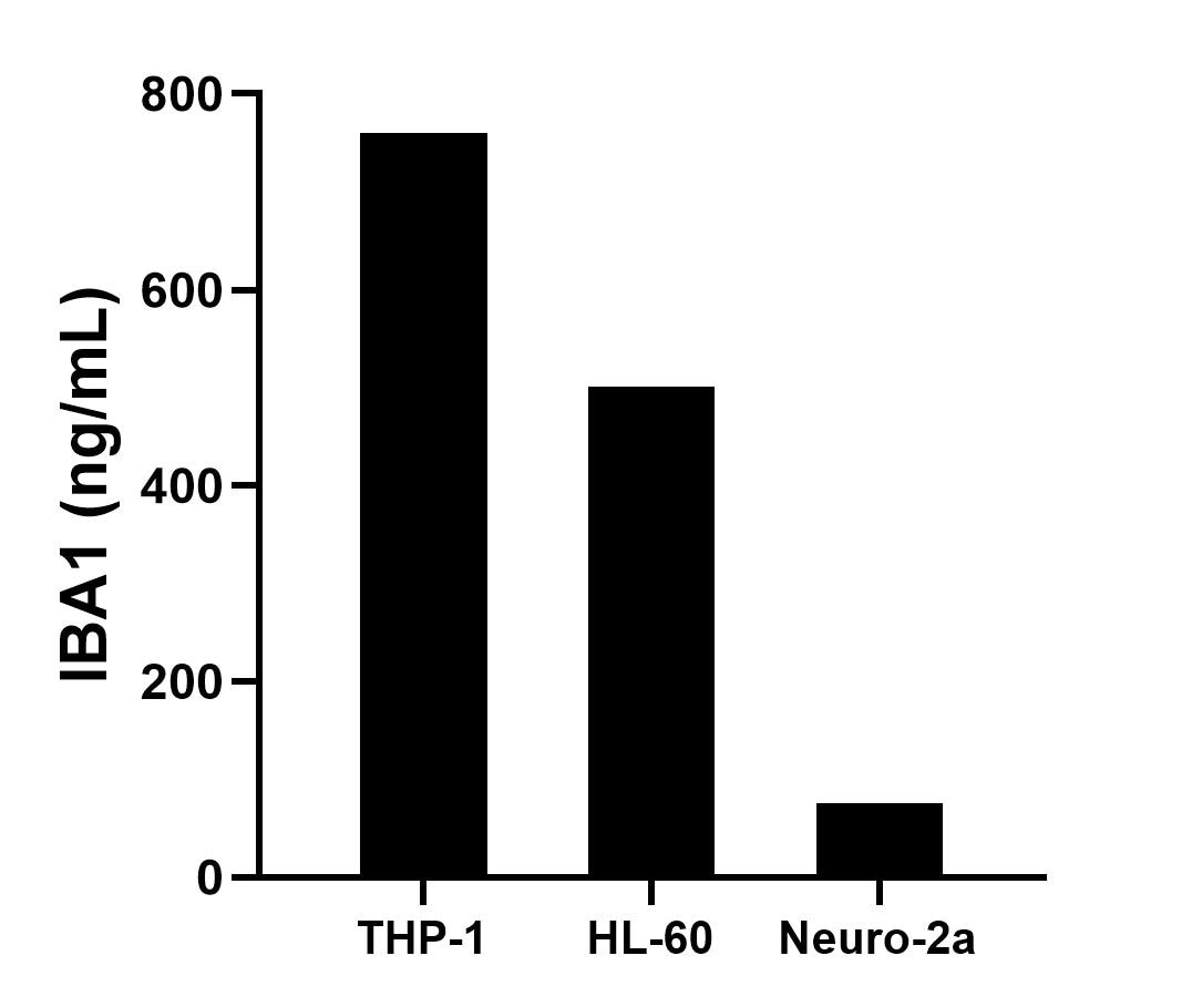 The mean IBA1 concentration was determined to be 759.57 ng/mL in THP-1 cell extract based on a 1.20 mg/mL extract load, 500.30 ng/mL in HL-60 cell extract based on a 1.20 mg/mL extract load and 75.14 ng/mL in Neuro-2a cell extract based on a 1.20 mg/mL extract load.