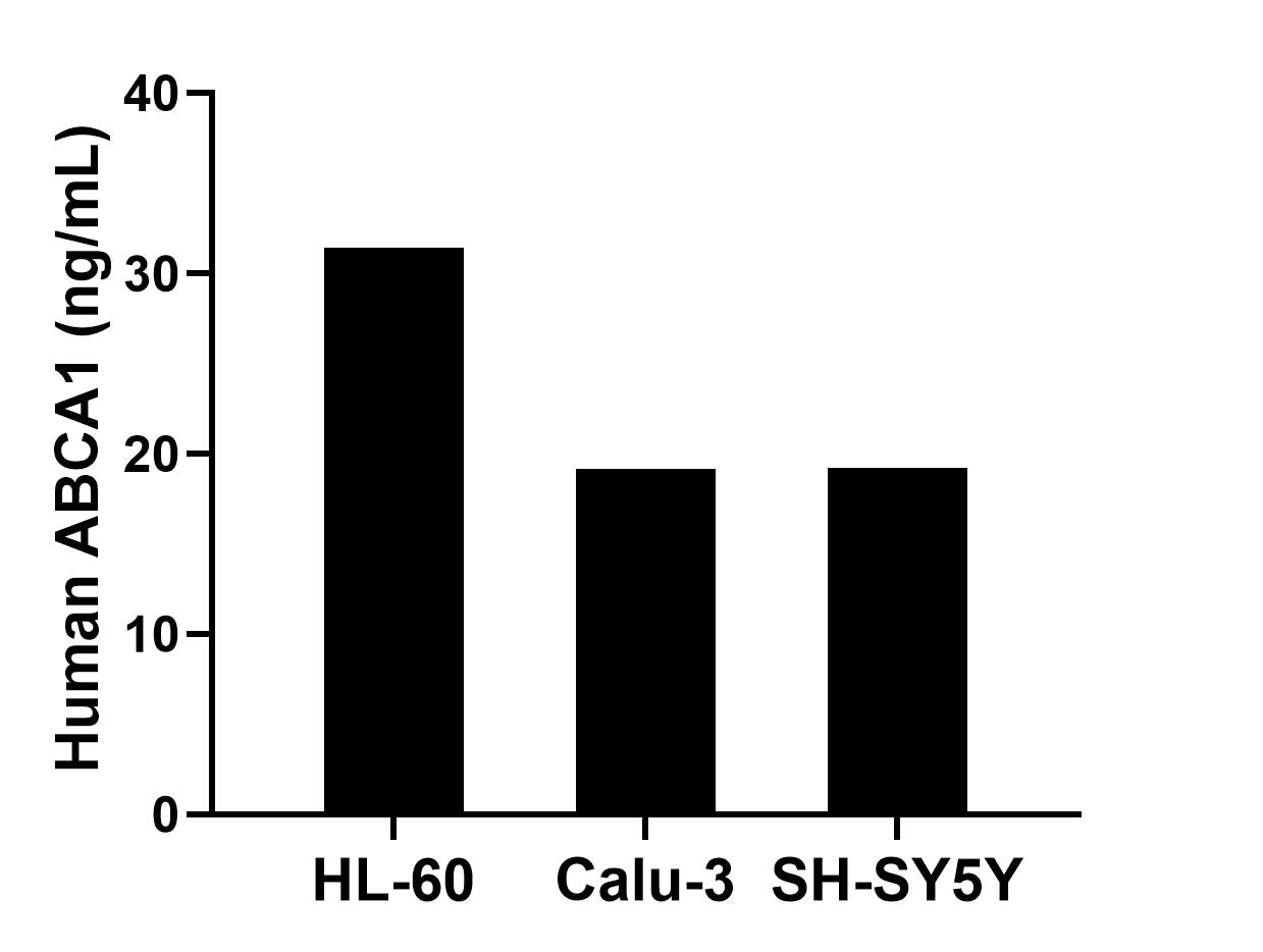 The mean ABCA1 concentration was determined to be 31.41 ng/mL in HL-60 cell extract based on a 1.20 mg/mL extract load, 19.14 ng/mL in Calu-3 cell extract based on a 1.20 mg/mL extract load and 19.22 ng/mL in SH-SY5Y cell extract based on a 1.20 mg/mL extract load. The mean ABCA1 concentration was determined to be 31.41 ng/mL in HL-60 cell extract based on a 1.20 mg/mL extract load, 19.14 ng/mL in Calu-3 cell extract based on a 1.20 mg/mL extract load and 19.22 ng/mL in SH-SY5Y cell extract based on a 1.20 mg/mL extract load.
