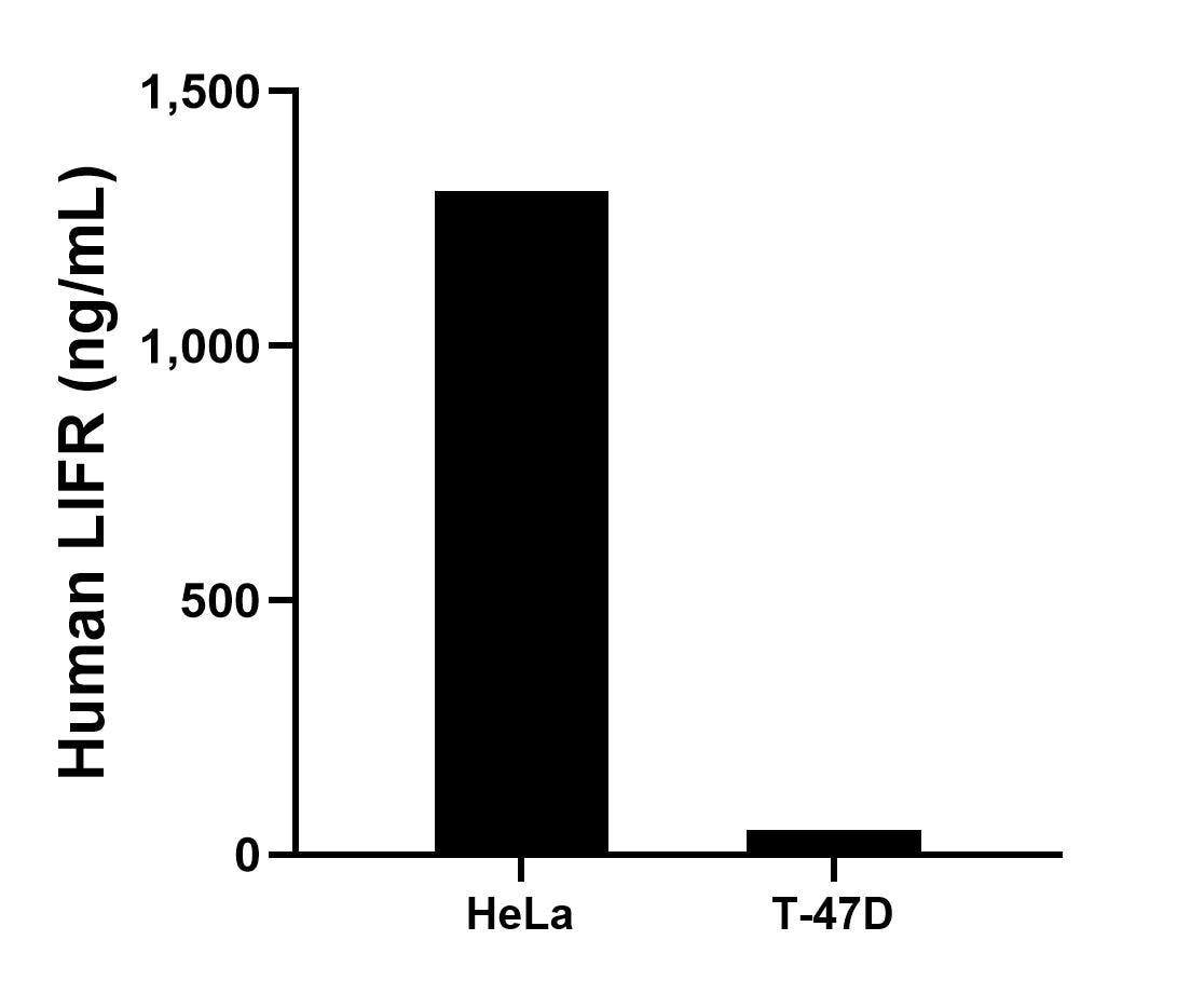 The mean LIFR concentration was determined to be 1,303.54 ng/mL in HeLa cell extract based on a 1.20 mg/mL extract load and 48.76 ng/mL in T-47D cell extract based on a 1.20 mg/mL extract load. The mean LIFR concentration was determined to be 1,303.54 ng/mL in HeLa cell extract based on a 1.20 mg/mL extract load and 48.76 ng/mL in T-47D cell extract based on a 1.20 mg/mL extract load.