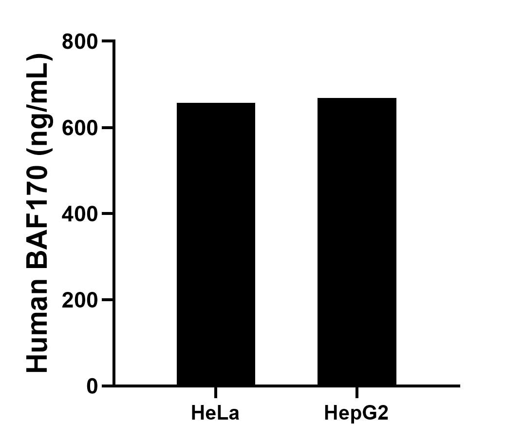 The mean BAF170 concentration was determined to be 657.43 ng/mL in HeLa cell extract based on a 1.20 mg/mL extract load and 668.02 ng/mL in HepG2 cell extract based on a 1.20 mg/mL extract load. 