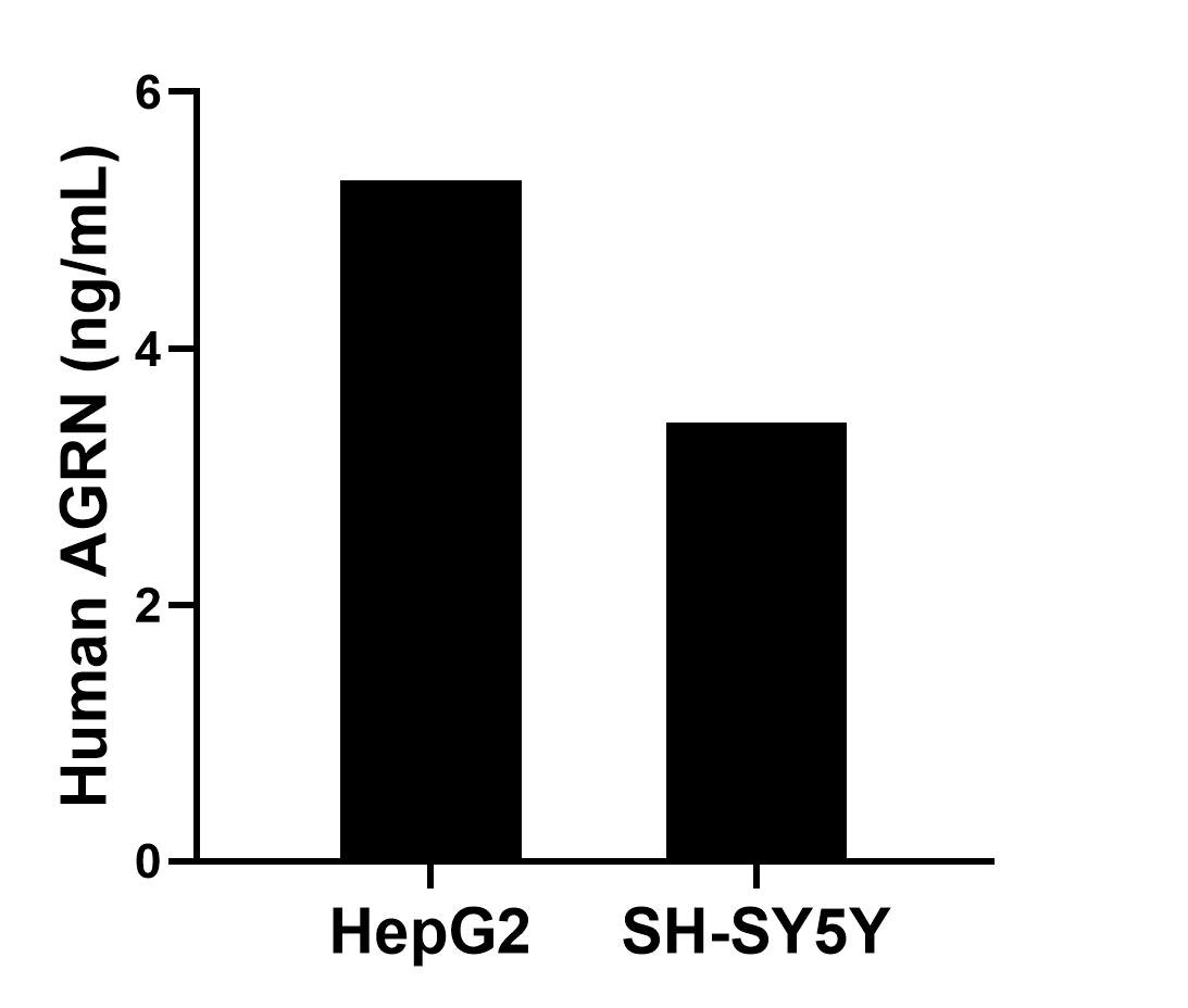 The mean AGRN concentration was determined to be 5.3 ng/mL in HepG2 cell extract based on a 1.2 mg/mL extract load and 3.4 ng/mL in SH-SY5Y cell extract based on a 1.2 mg/mL extract load. 