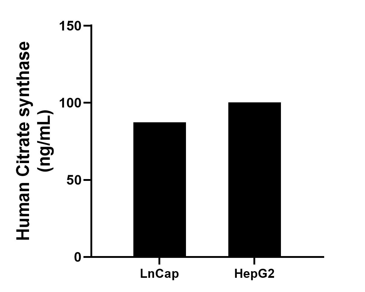 The mean Citrate synthase concentration was determined to be 87.22 ng/mL in LnCap cell extract based on a 1.0 mg/mL extract load and 100.24 ng/mL in HepG2 cell extract based on a 1.2 mg/mL extract load.	 The mean Citrate synthase concentration was determined to be 87.22 ng/mL in LnCap cell extract based on a 1.0 mg/mL extract load and 100.24 ng/mL in HepG2 cell extract based on a 1.2 mg/mL extract load.