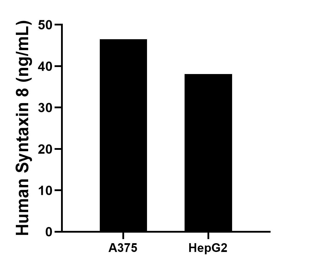 The mean Syntaxin 8 concentration was determined to be 46.48 ng/mL in A375 cell extract based on a 1.60 mg/mL extract load and 38.08 ng/mL in HepG2 cell extract based on a 1.20 mg/mL extract load. The mean Syntaxin 8 concentration was determined to be 46.48 ng/mL in A375 cell extract based on a 1.60 mg/mL extract load and 38.08 ng/mL in HepG2 cell extract based on a 1.20 mg/mL extract load.