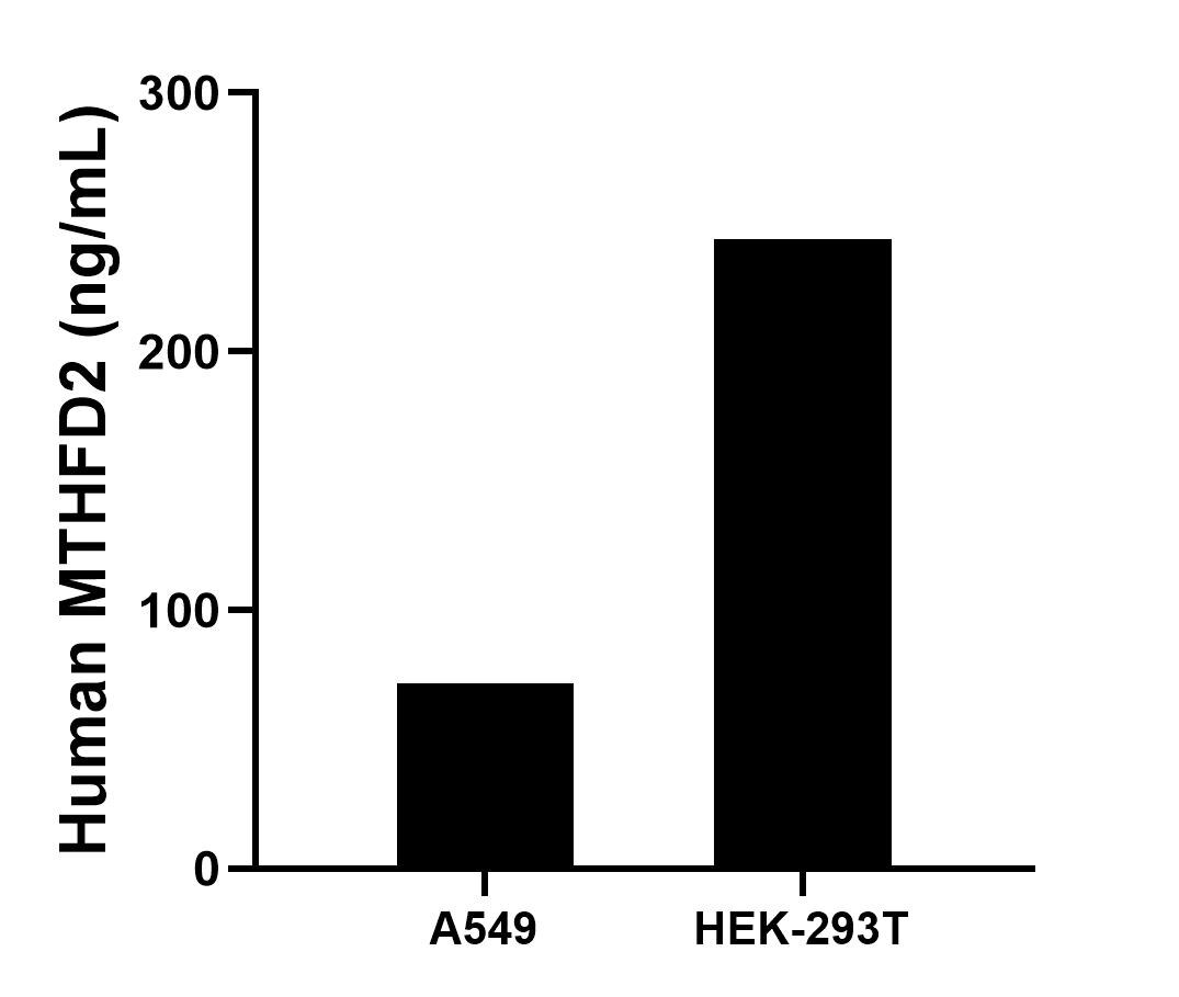 The mean MTHFD2 concentration was determined to be 71.5 ng/mL in A549 cell extract based on a 1.2 mg/mL extract load and 243.3 ng/mL in HEK-293T cell extract based on a 1.3 mg/mL extract load. The mean MTHFD2 concentration was determined to be 71.5 ng/mL in A549 cell extract based on a 1.2 mg/mL extract load and 243.3 ng/mL in HEK-293T cell extract based on a 1.3 mg/mL extract load.