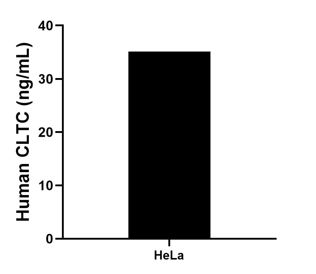 The mean CLTC concentration was determined to be 35.14 ng/mL in HeLa cell extract based on a 1.20 mg/mL extract load.