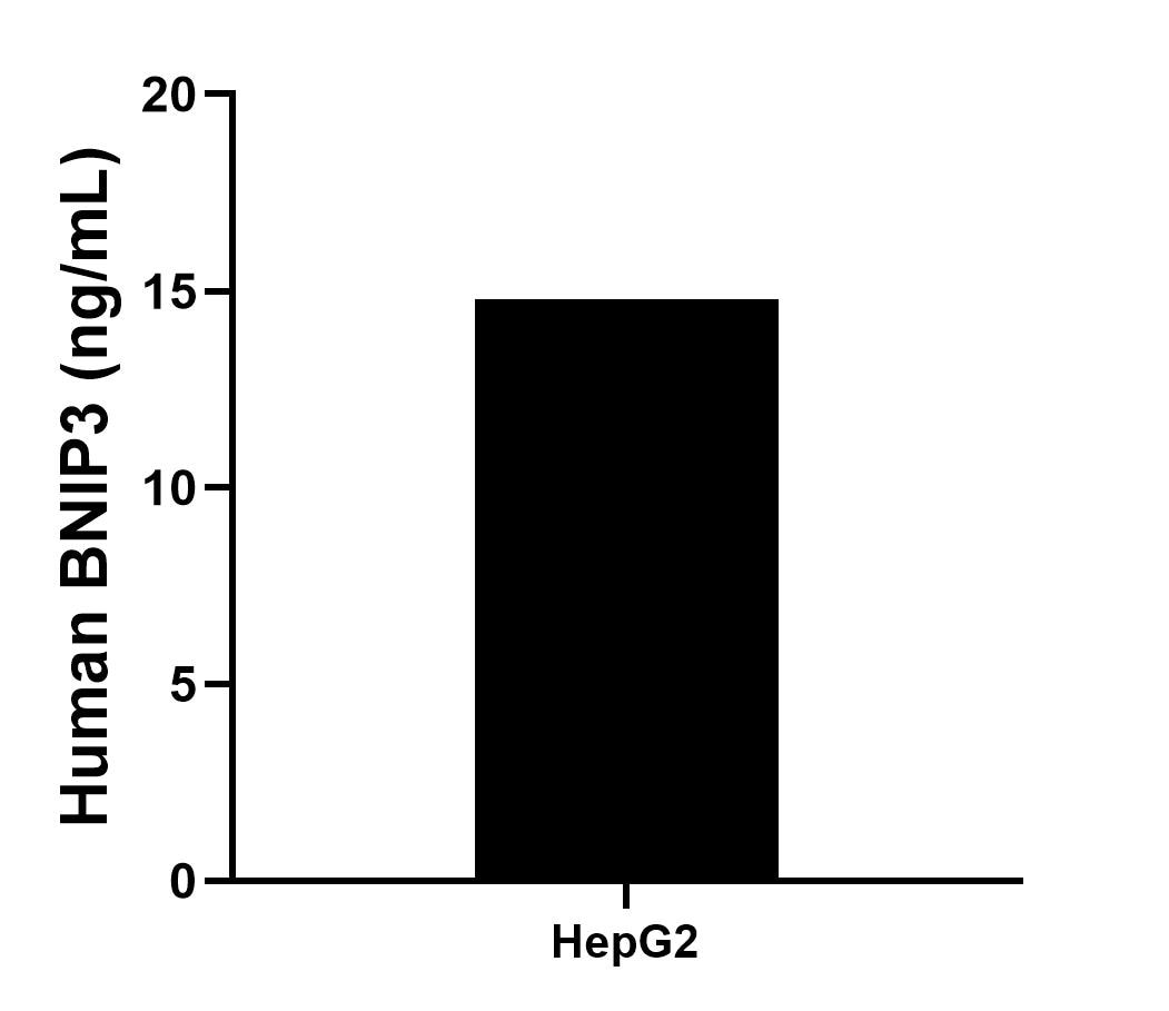 The mean BNIP3 concentration was determined to be 14.8 ng/mL in HepG2 cell extract based on a 1.2 mg/mL extract load.
