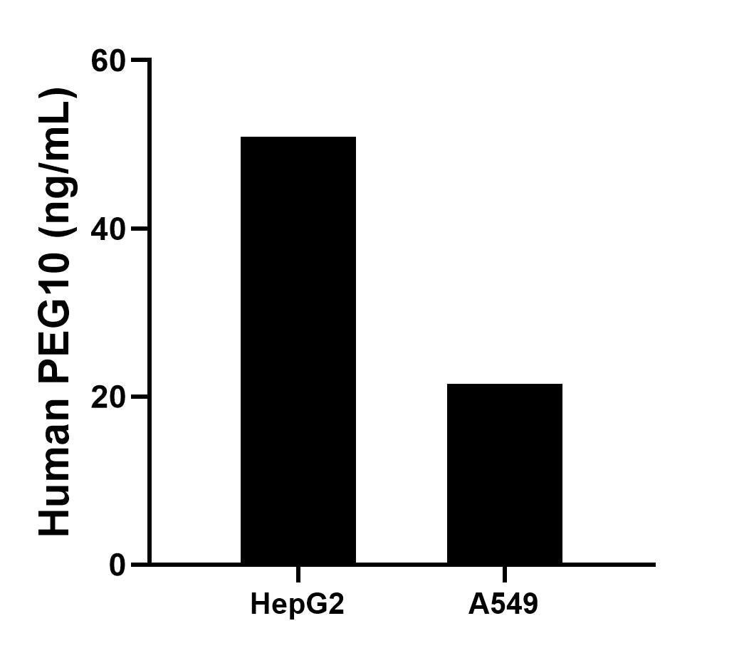 The mean PEG10 concentration was determined to be 50.86 ng/mL in HepG2 cell extract based on a 1.20 mg/mL extract load and 21.53 ng/mL in A549 cell extract based on a 1.20 mg/mL extract load. Sandwich ELISA sample test of MP02775-2