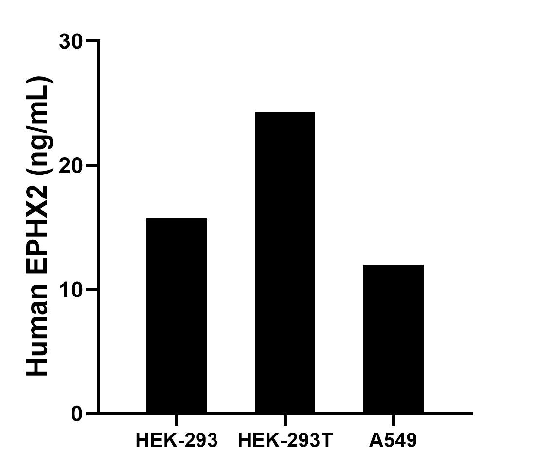 The mean EPHX2 concentration was determined to be 15.72 ng/mL in HEK-293 cell extract based on a 1.2 mg/mL extract load, 24.32 ng/mL in HEK-293T cell extract based on a 1.3 mg/mL extract load and 11.98 ng/mL in A549 cell extract based on a 1.2 mg/mL extract load.	