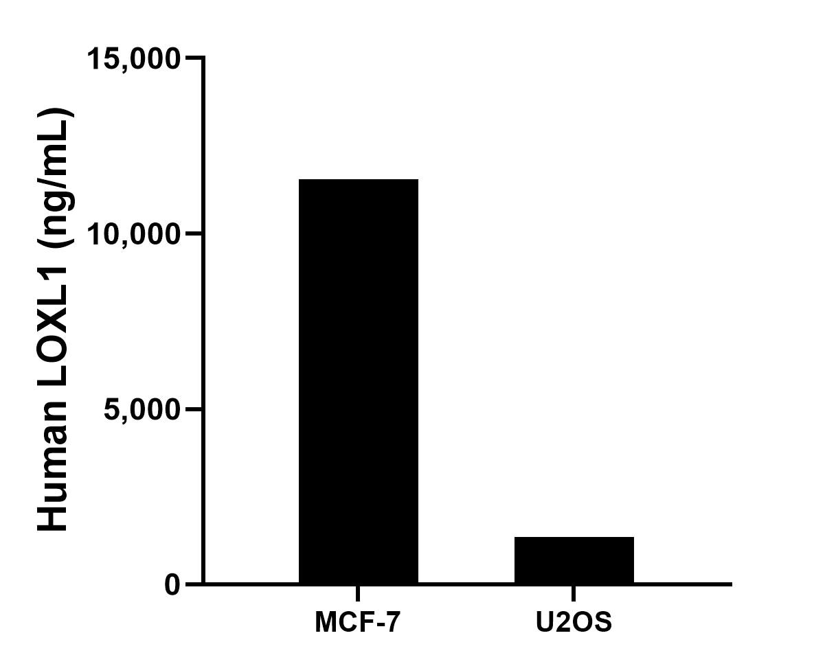 The mean LOXL1 concentration was determined to be 11,541.0 ng/mL in MCF-7 cell extract based on a 1.2 mg/mL extract load and 1,341.0 ng/mL in U2OS cell extract based on a 1.2 mg/mL extract load. Sandwich ELISA sample test of MP02828-1