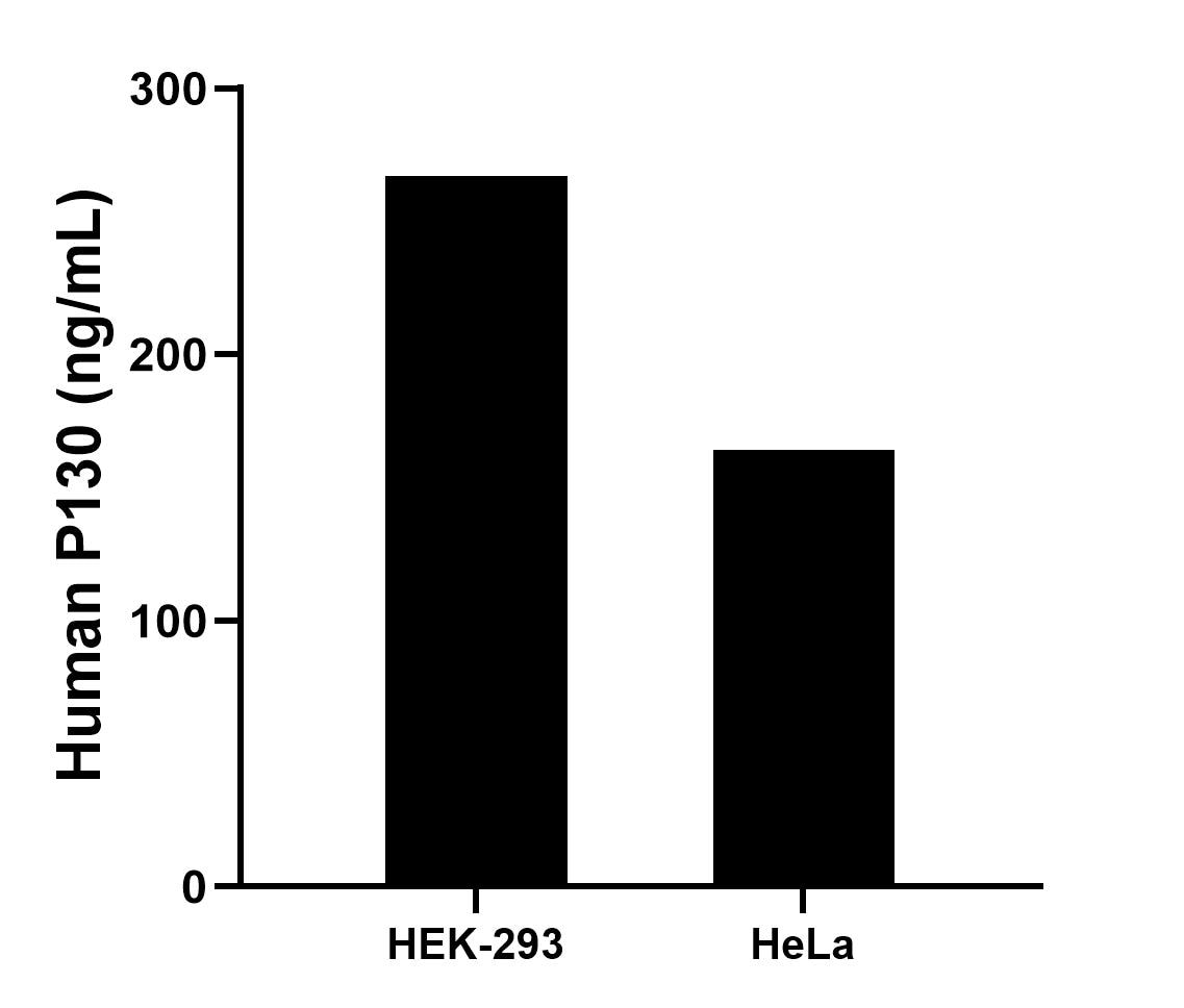 The mean P130 concentration was determined to be 266.96 ng/mL in HEK-293 cell extract based on a 1.2 mg/mL extract load and 164.09 ng/mL in HeLa cell extract based on a 1.2 mg/mL extract load. The mean P130 concentration was determined to be 266.96 ng/mL in HEK-293 cell extract based on a 1.2 mg/mL extract load and 164.09 ng/mL in HeLa cell extract based on a 1.2 mg/mL extract load.