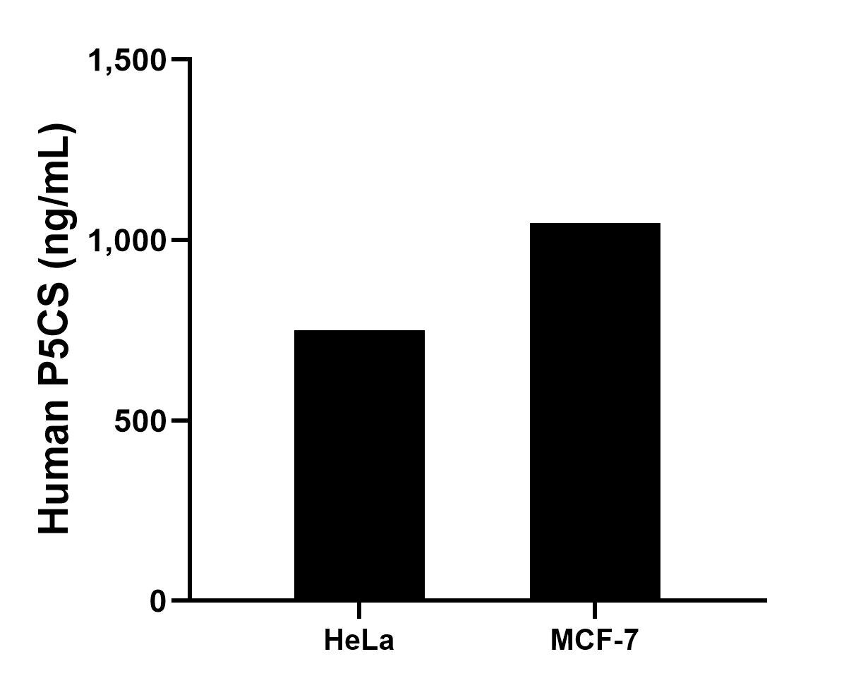 The mean P5CS concentration was determined to be 749.95 ng/mL in HeLa cell extract based on a 1.2 mg/mL extract load and 1,046.66 ng/mL in MCF-7 cell extract based on a 1.2 mg/mL extract load. Sandwich ELISA sample test of MP02872-1