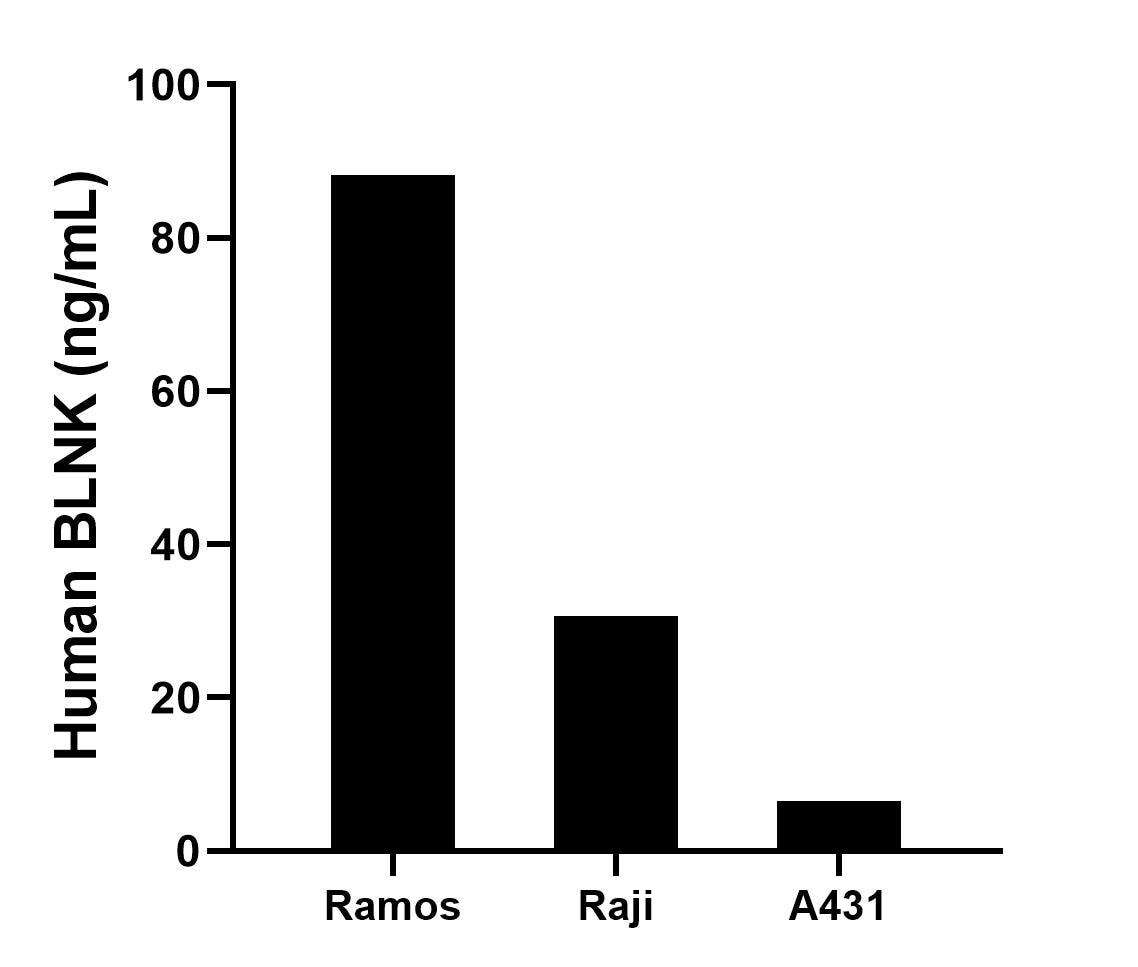 The mean BLNK concentration was determined to be 88.20 ng/mL in Ramos cell extract based on a 2.3 mg/mL extract load, 30.60 ng/mL in Raji cell extract based on a 1.2 mg/mL extract load and 6.50 ng/mL in A431 cell extract based on a 1.2 mg/mL extract load.	