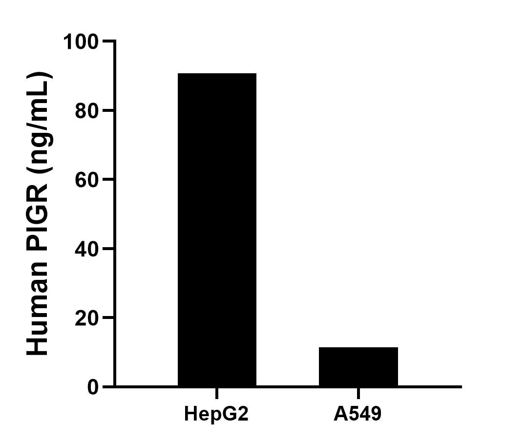 The mean PIGR concentration was determined to be 90.8 ng/mL in HepG2 cell extract based on a 1.2 mg/mL extract load and 11.5 ng/mL in A549 cell extract based on a 1.1 mg/mL extract load. 