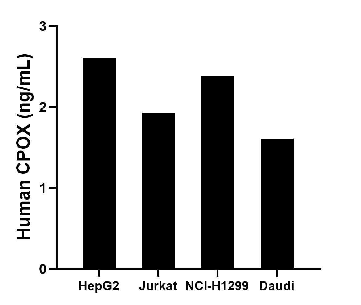 The mean CPOX concentration was determined to be 2.61 ng/mL in HepG2 cell extract based on a 1.20 mg/mL extract load, 1.93 ng/mL in Jurkat cell extract based on a 1.20 mg/mL extract load, 2.38 ng/mL in NCI-H1299 cell extract based on a 2.70 mg/mL extract load and 1.61 ng/mL in Daudi cell extract based on a 1.10 mg/mL extract load. The mean CPOX concentration was determined to be 2.61 ng/mL in HepG2 cell extract based on a 1.20 mg/mL extract load, 1.93 ng/mL in Jurkat cell extract based on a 1.20 mg/mL extract load, 2.38 ng/mL in NCI-H1299 cell extract based on a 2.70 mg/mL extract load and 1.61 ng/mL in Daudi cell extract based on a 1.10 mg/mL extract load.