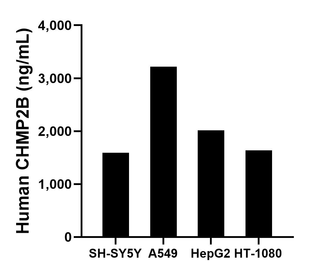 The mean CHMP2B concentration was determined to be 1,591.69 ng/mL in SH-SY5Y cell extract based on a 1.20 mg/mL extract load, 3,218.99 ng/mL in A549 cell extract based on a 1.20 mg/mL extract load, 2,013.37 ng/mL in HepG2 cell extract based on a 1.20 mg/mL extract load and 1,636.28 ng/mL in HT-1080 cell extract based on a 1.20 mg/mL extract load.