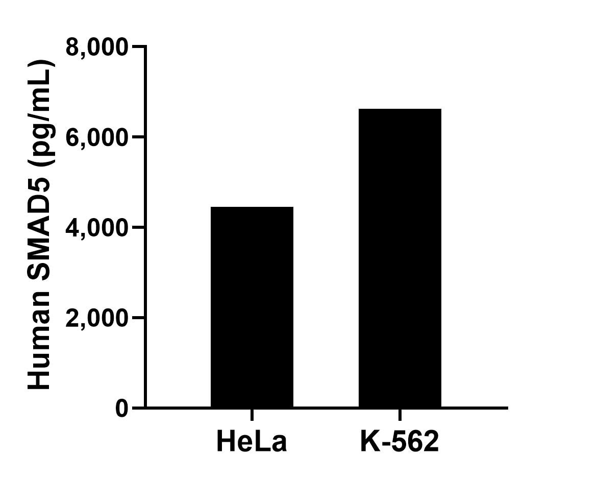 The mean SMAD5 concentration was determined to be 4,453.61 pg/mL in HeLa cell extract based on a 1.2 mg/mL extract load and 6,622.6 pg/mL in K-562 cell extract based on a 1.2 mg/mL extract load. The mean SMAD5 concentration was determined to be 4,453.61 pg/mL in HeLa cell extract based on a 1.2 mg/mL extract load and 6,622.6 pg/mL in K-562 cell extract based on a 1.2 mg/mL extract load.
