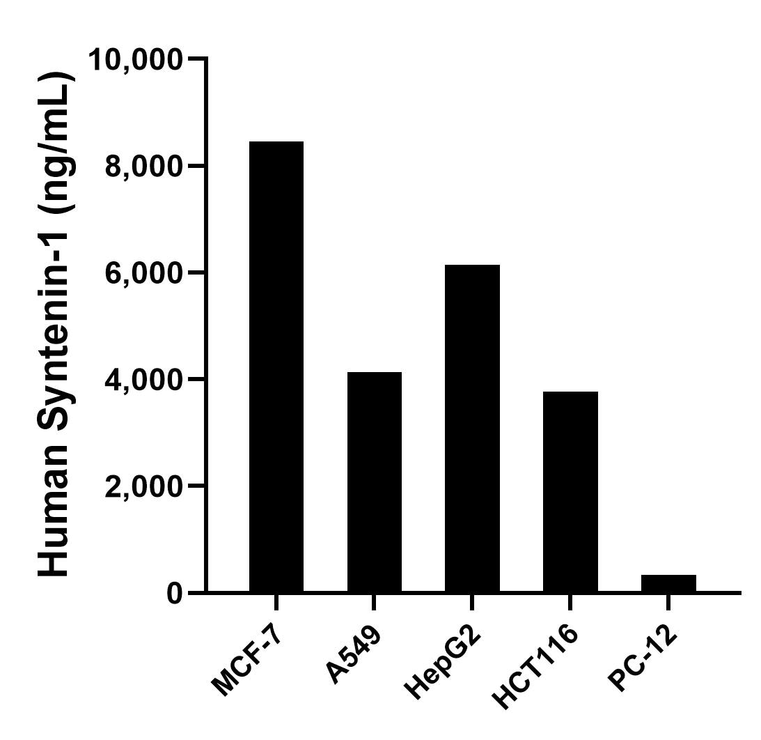 The mean Syntenin-1 concentration was determined to be 8,459.69 ng/mL in MCF-7 cell extract based on a 1.2 mg/mL extract load, 4,141.00 ng/mL in A549 cell extract based on a 1.2 mg/mL extract load, 6,144.14 ng/mL in HepG2 cell extract based on a 1.2 mg/mL extract load, 3,765.64 ng/mL in HCT 116 cell extract based on a 1.3 mg/mL extract load and 339.31 ng/mL in PC-12 cell extract based on a 1.4 mg/mL extract load.	