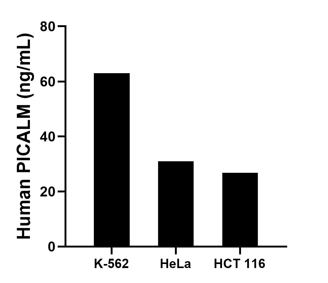 The mean PICALM concentration was determined to be 63.00 ng/mL in K-562 cell extract based on a 1.20 mg/mL extract load, 31.01 ng/mL in HeLa cell extract based on a 1.20 mg/mL extract load and 26.77 ng/mL in HCT 116 cell extract based on a 1.30 mg/mL extract load.