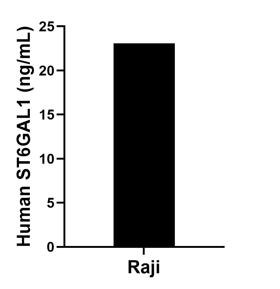 The mean ST6GAL1 concentration was determined to be 23.1 ng/mL in Raji cell extract based on a 1.2 mg/mL extract load.