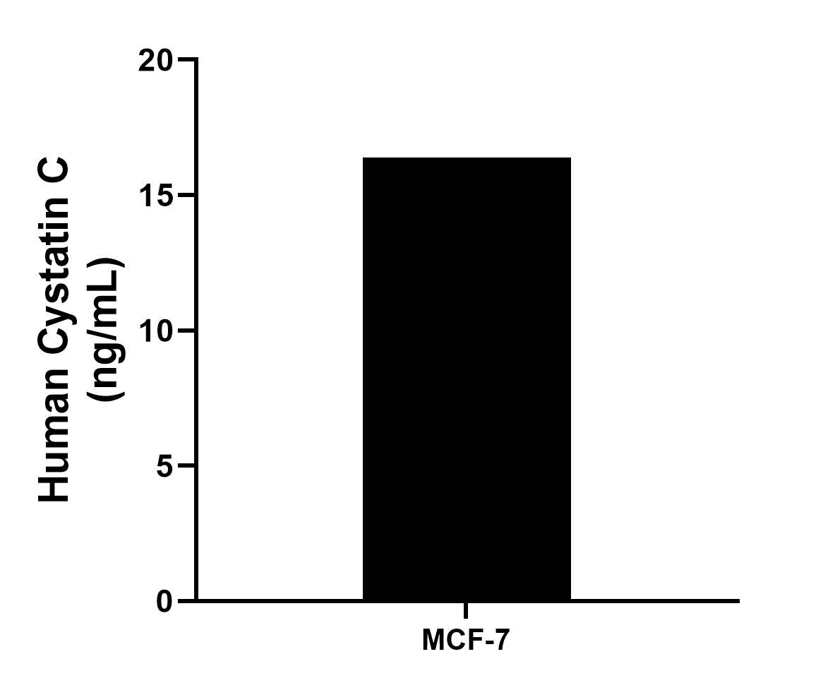 MCF-7 human breast cancer cells (5 x 10^6 cells/mL) were cultured in DMEM and 10% fetal bovine serum, 4 mM L-glutamine, 4500 mg/L glucose, 100 U/mL penicillin, and 100 μg/mL streptomycin sulfate. An aliquot of the cell culture supernate was removed, assayed for human Cystatin C, and measured 16.39 ng/mL.