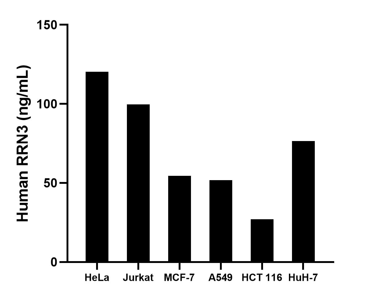 The mean RRN3 concentration was determined to be 120.4 ng/mL in HeLa cell extract based on a 1.2 mg/mL extract load, 99.7 ng/mL in Jurkat cell extract based on a 1.2 mg/mL extract load, 54.5 ng/mL in MCF-7 cell extract based on a 1.2 mg/mL extract load, 51.8 ng/mL in A549 cell extract based on a 1.2 mg/mL extract load, 27.1 ng/mL in HCT 116 extract based on a 1.2 mg/mL extract load and 76.5 ng/mL in HuH-7 cell extract based on a 1.2 mg/mL extract load. Sandwich ELISA sample test of MP02997-1