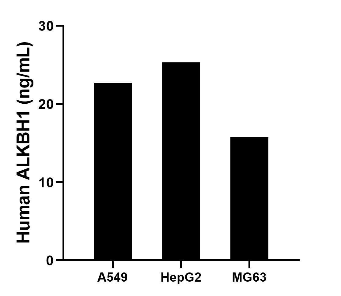 The mean ALKBH1 concentration was determined to be 22.71 ng/mL in A549 cell extract based on a 1.2 mg/mL extract load, 25.33 ng/mL in HepG2 cell extract based on a 1.2 mg/mL extract load and 15.75 ng/mL in MG63 cell extract based on a 2.3 mg/mL extract load. Sandwich ELISA sample test of MP03012-2