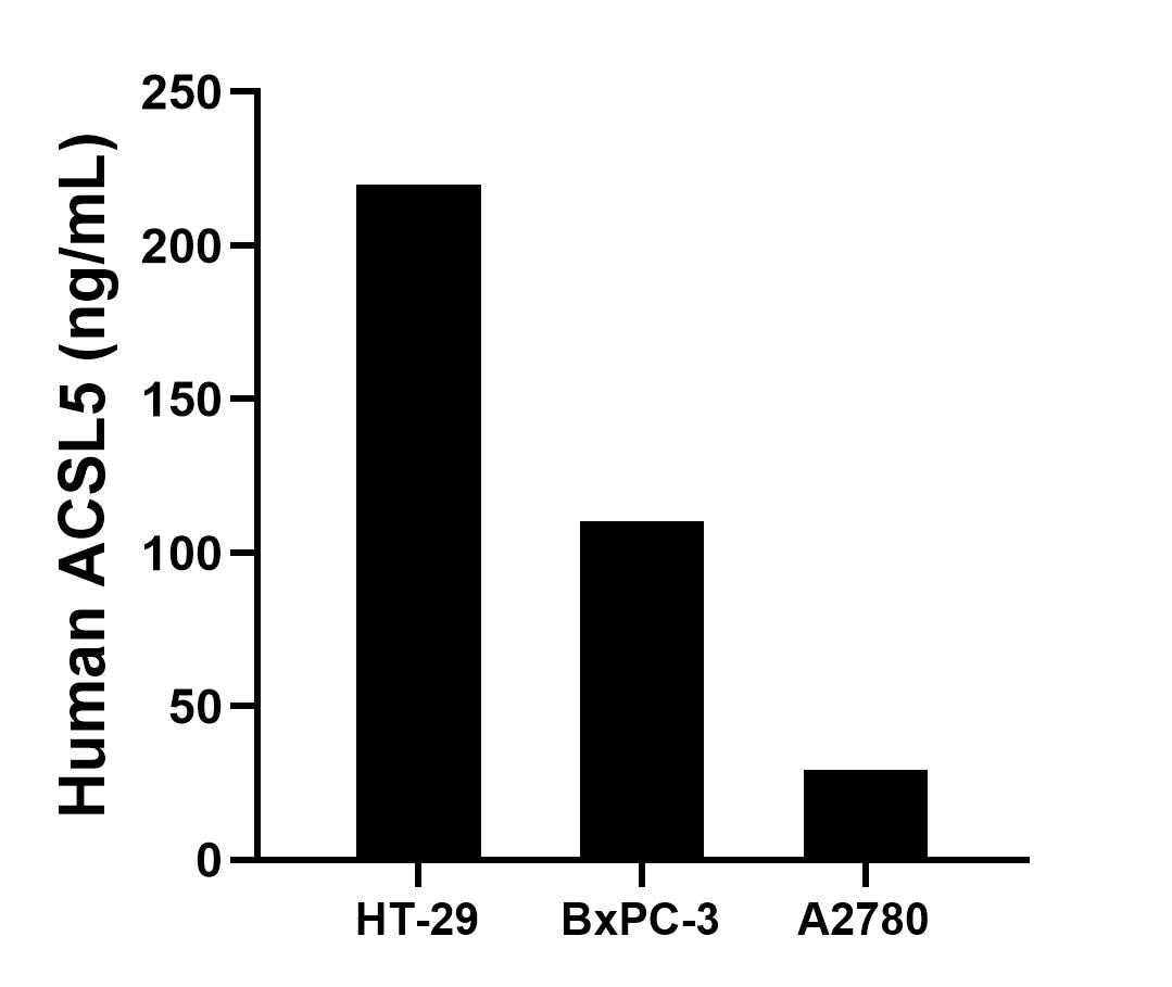The mean ACSL5 concentration was determined to be 219.78 ng/mL in HT-29 cell extract based on a 1.10 mg/mL extract load, 110.43 ng/mL in BxPC-3 cell extract based on a 1.20 mg/mL extract load and 29.12 ng/mL in A2780 cell extract based on a 1.20 mg/mL extract load. The mean ACSL5 concentration was determined to be 219.78 ng/mL in HT-29 cell extract based on a 1.10 mg/mL extract load, 110.43 ng/mL in BxPC-3 cell extract based on a 1.20 mg/mL extract load and 29.12 ng/mL in A2780 cell extract based on a 1.20 mg/mL extract load.